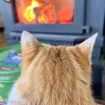 馬とニャンコと男と女