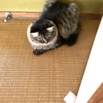 おそらくその平凡こそ幸せ　猫と私と家族の日常