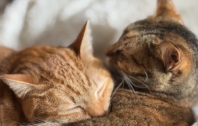 部屋がごちゃごちゃして見える本当の原因は、モノの多さじゃなかった｜50代夫婦二人暮らしの気づき