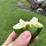 海外牧場のしぼりめし。