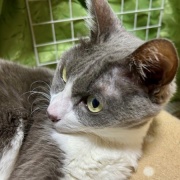 ミュンヘン・クリスマス市（札幌）を見てきました