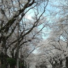 『バスコン東京車中泊協会《第九十三回：2025年春のあ花見) TOYOTA COASTER MOTORHOME』の画像