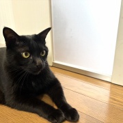 【猫写真】娘が撮った猫たちの写真