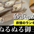 砂浜の女王vsぬるぬる御三家 キス、ベラ、テンコチ、ヒイラギどれが好き？