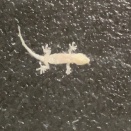 夏の終わりにヤモリ