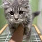 長崎県 ペットショップワンラブ ゆめタウン夢彩都店のスタッフblog