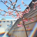 今年のチェリー… 野鳥にささげる(; ==)