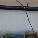 偏気庵のtosoyan。今日も暢気だ。