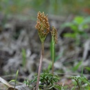 色づくフユノハナワラビ