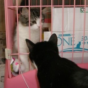 ネットで一目惚れしてすぐに会いに行った猫（21年前）