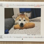 きーぜるの雪だるまころころ。