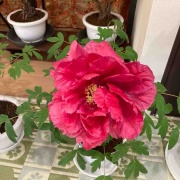 �������θ����衡���������߲�ð