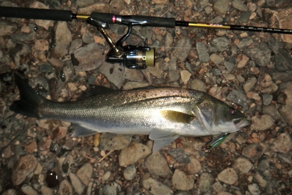 博多発ルアー釣りブログ 樋井川
