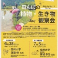 田んぼの生き物観察会　7月5日