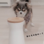 たかシェフのおうちごはん。と、白い犬。と、チワワ。