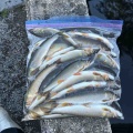 本日の釣果