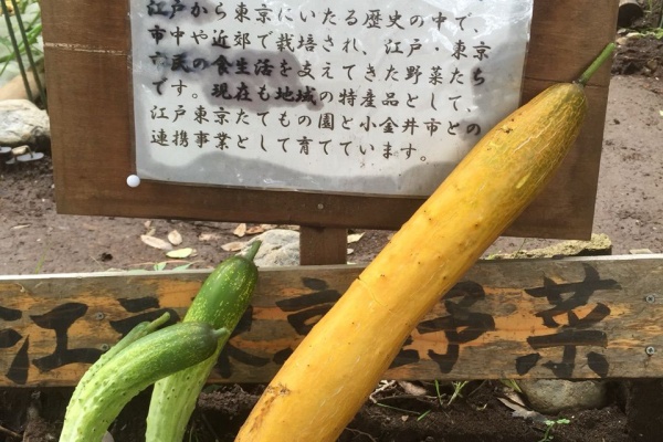江戸東京野菜の かわいい畑 高井戸節成半白胡瓜 たかいどふしなりはんじろきゅうり