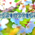 Wish(ウィッシュ)で毎日がワクワク海外ショッピング♪