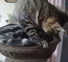 実物のﾈｺﾁｬﾝたちセカンド14