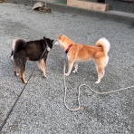 毎日がいなか