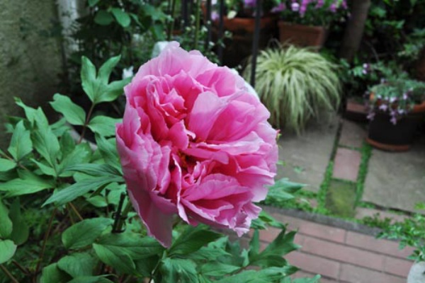 華麗なるピオニーが咲いた Alex S Garden Party