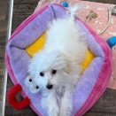 トイプーちゃん☆彡