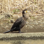 花鳥いろいろ 四季の野鳥