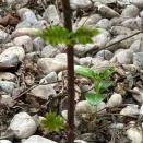 お庭の手入れ。