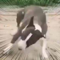 子イヌと犬が「砂場」で遊んでいた。そりゃあぁあぁぁ～！ → 犬、ベイブレードになる…