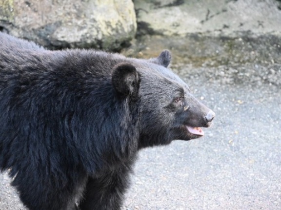 クマ対策ふざけんな