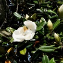季節外れ？のタイサンボクの花？