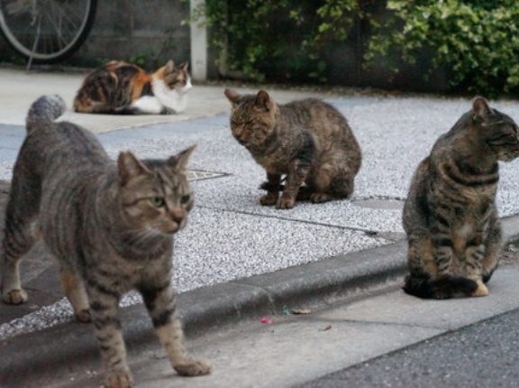 野良猫の交尾と不審者　20260413