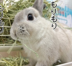 うさぎのルリ(12/24追記)