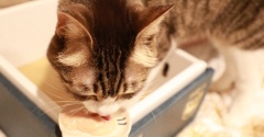 桃箱で食べたい猫。
