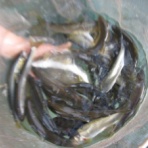伊南川の釣り blog