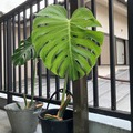 モンステラの管理