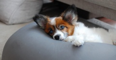 【寝てくれ】老犬の夜間徘徊