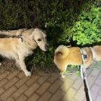 life with ranran & lili