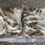 月夜のおっちゃん