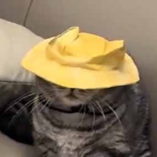 猫の動画 ねこわん！