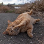 画像フォルダは猫ばかり