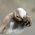 2026年9月2日の野鳥公園