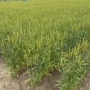 オレは頭がおかしい