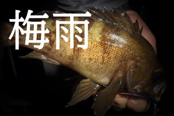 おさかな釣る釣り 遊撃遊釣手編 メバリング