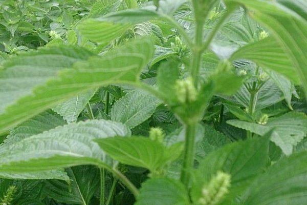 出雲南部の里山情報のblog エゴマ栽培