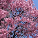 公立大学卒業生におめでとう