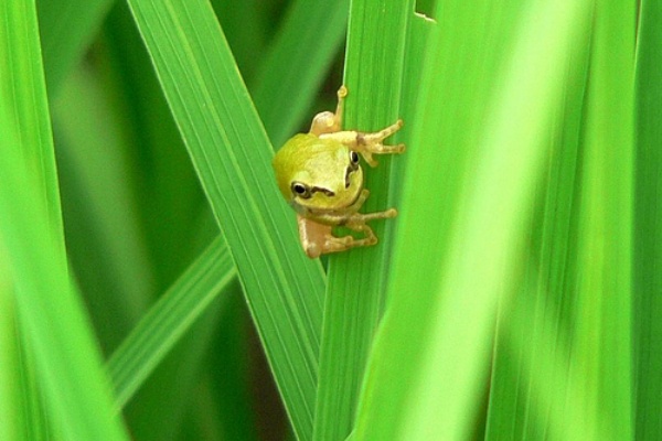 田んぼの生き物たち カエルの子ども編 My熊谷 まいくま すくぶるぐ