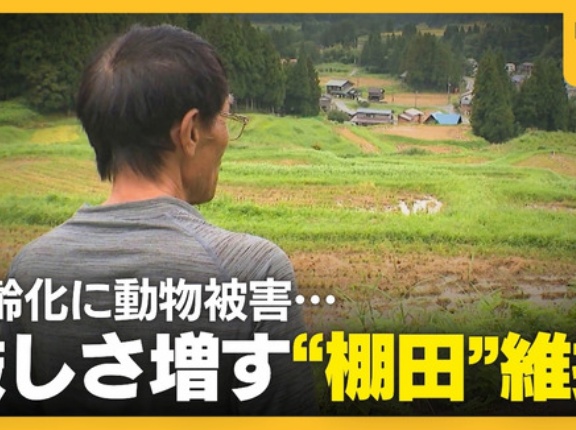 『日本の棚田百選』に選ばれた棚田でも…「コメ作りは今年で最後」高齢化にイノシシ被害…厳しさ増す棚田維持「苦労するから継がせない」