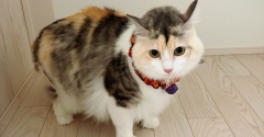 先住ちゃん目線のトライアルってこんな感じ。