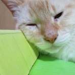 だいちゃんとはなちゃんの猫日記